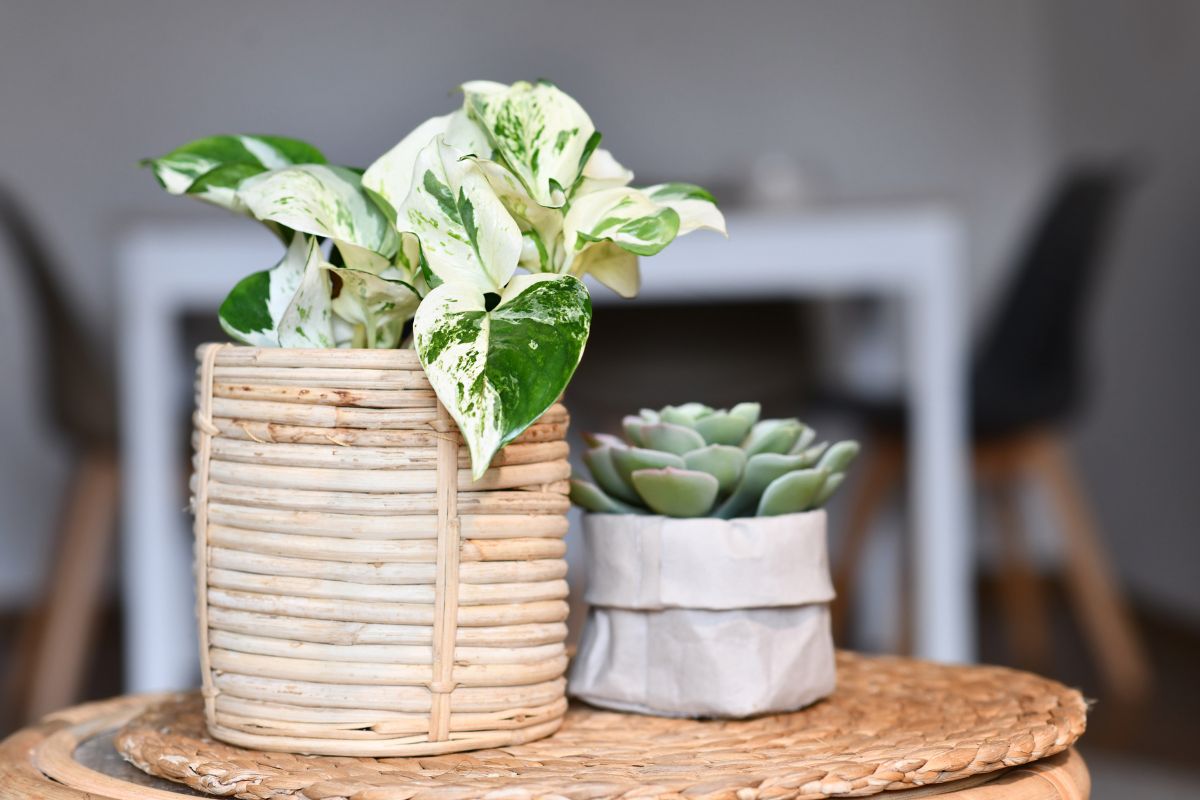 A Manjula pothos with green and white leaves sits in a wicker basket, while a smaller succulent is in a textured white pot.