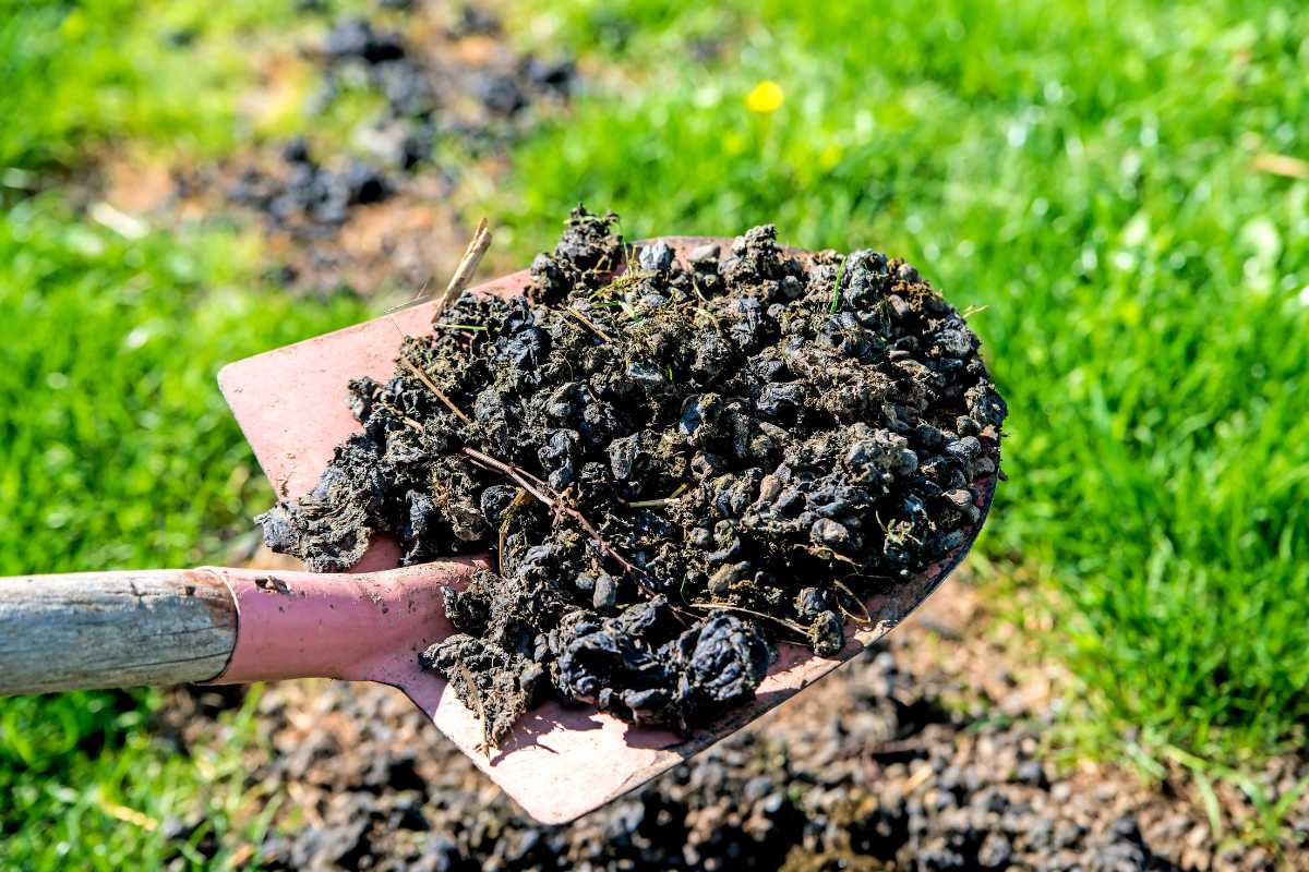 A shovel filled with wet, dark soil with animal manure. The background features a patchy green lawn. 