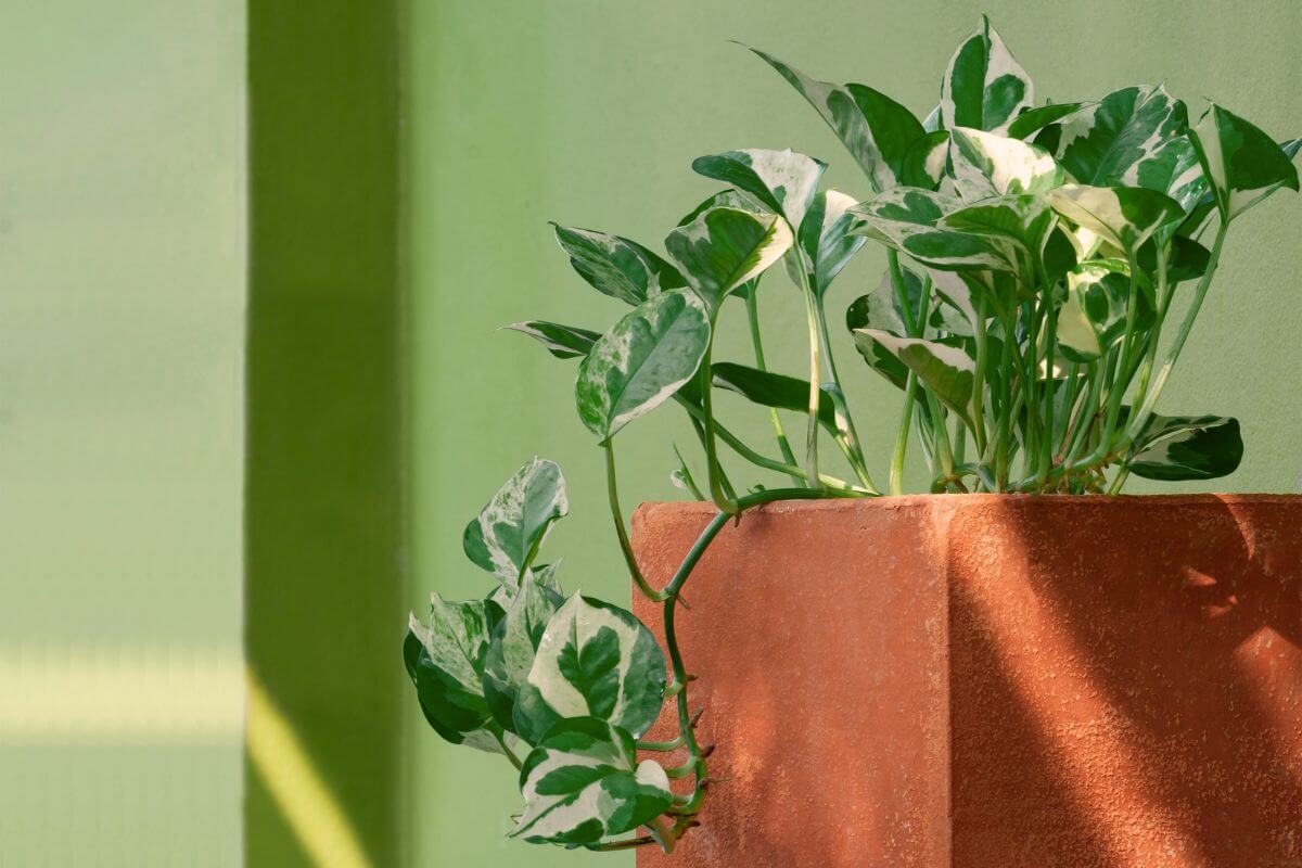 A sunlit marble queen pothos plant with variegated green and white leaves grows out of a terra cotta pot.