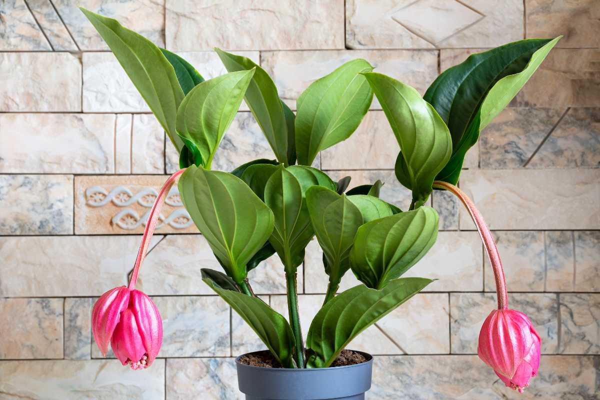 A potted Medinilla magnifica, one of the hardest houseplants to care for, showcases glossy green leaves and two pink, drooping flower clusters set against a stone-patterned background.