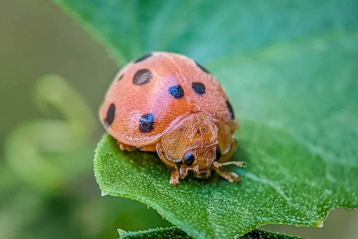 Mexican Bean Beetle with a light orange body and black spots resting on a vibrant green leaf. 