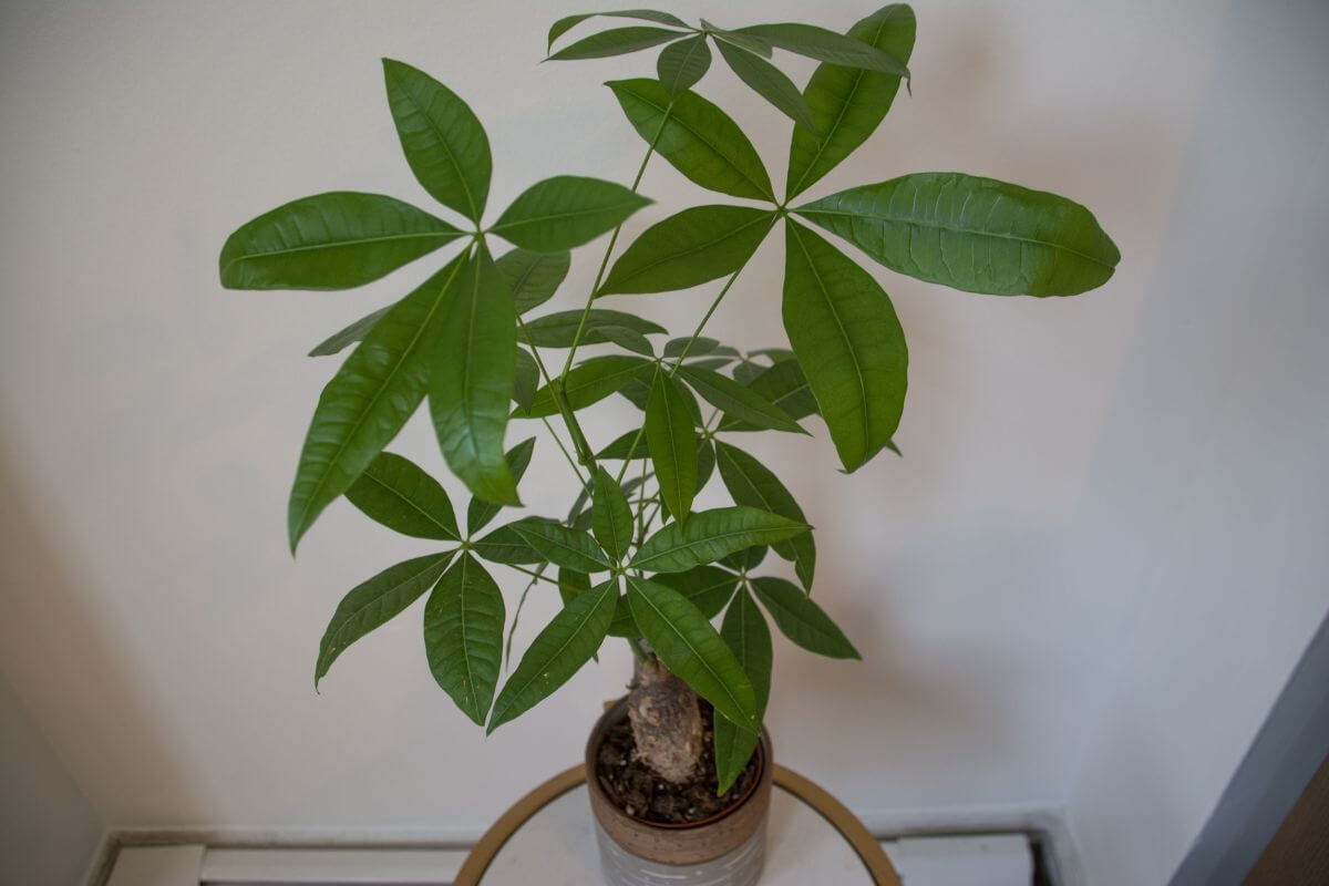 A healthy potted Money Tree plant with vibrant green leaves stands on a small circular table against a white wall background.