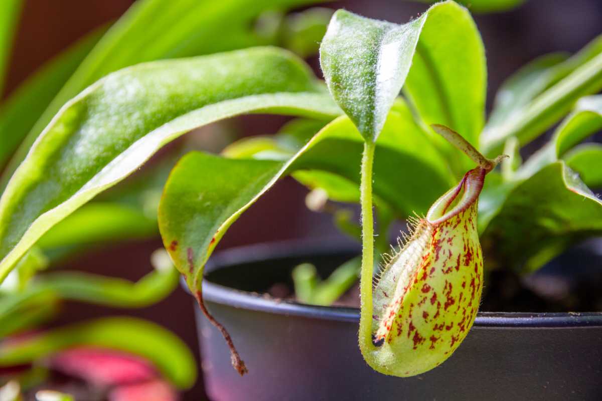 A monkey cup plant with bright green leaves. 