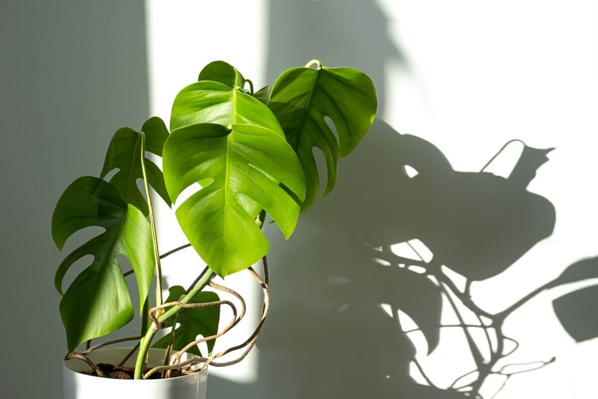 A potted Monstera plant with large, vibrant green leaves featuring natural splits is placed against a light wall. 