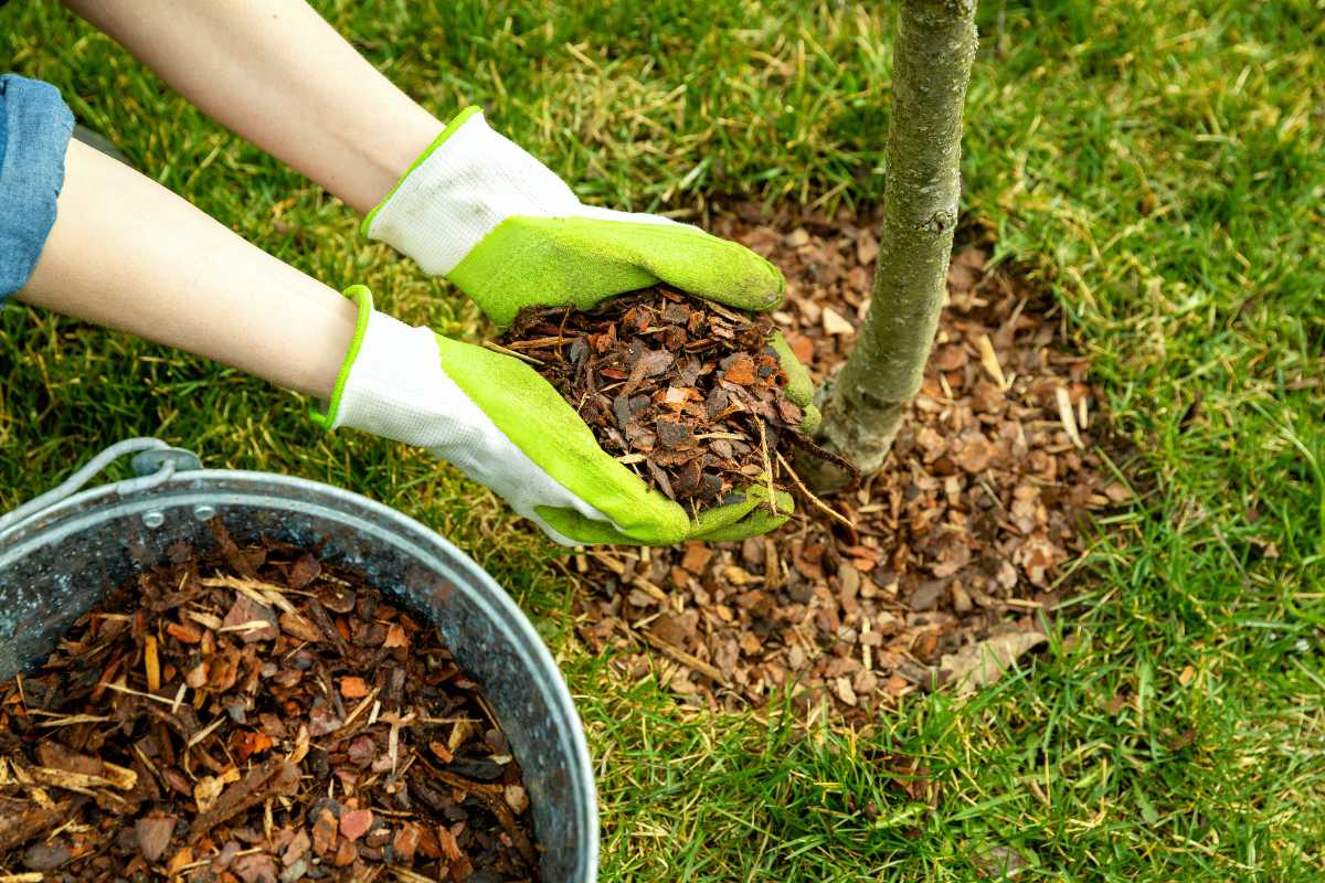 Hands wearing green gardening gloves apply mulch around the base of a small tree. An open metal bucket filled with more types of mulch is nearby on the grassy ground.