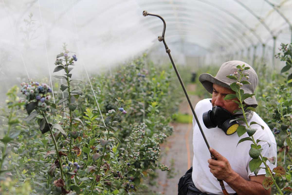 A person in a wide-brimmed hat and protective mask sprays plants in a greenhouse. 