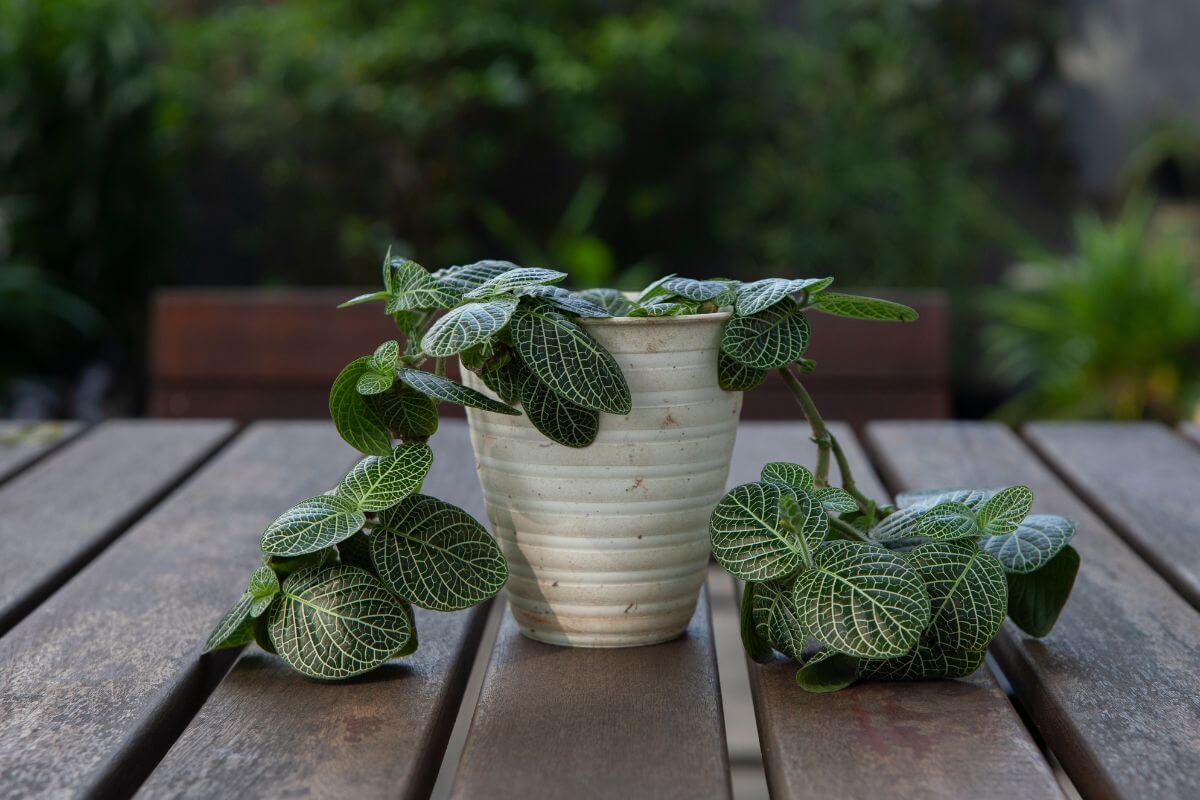 A small white pot with a leafy green nerve plant sits on a wooden table.