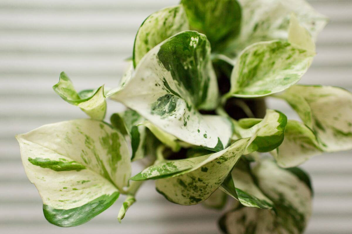 A close-up of a Pearls and Jade pothos plant featuring vibrant green leaves with white variegation.