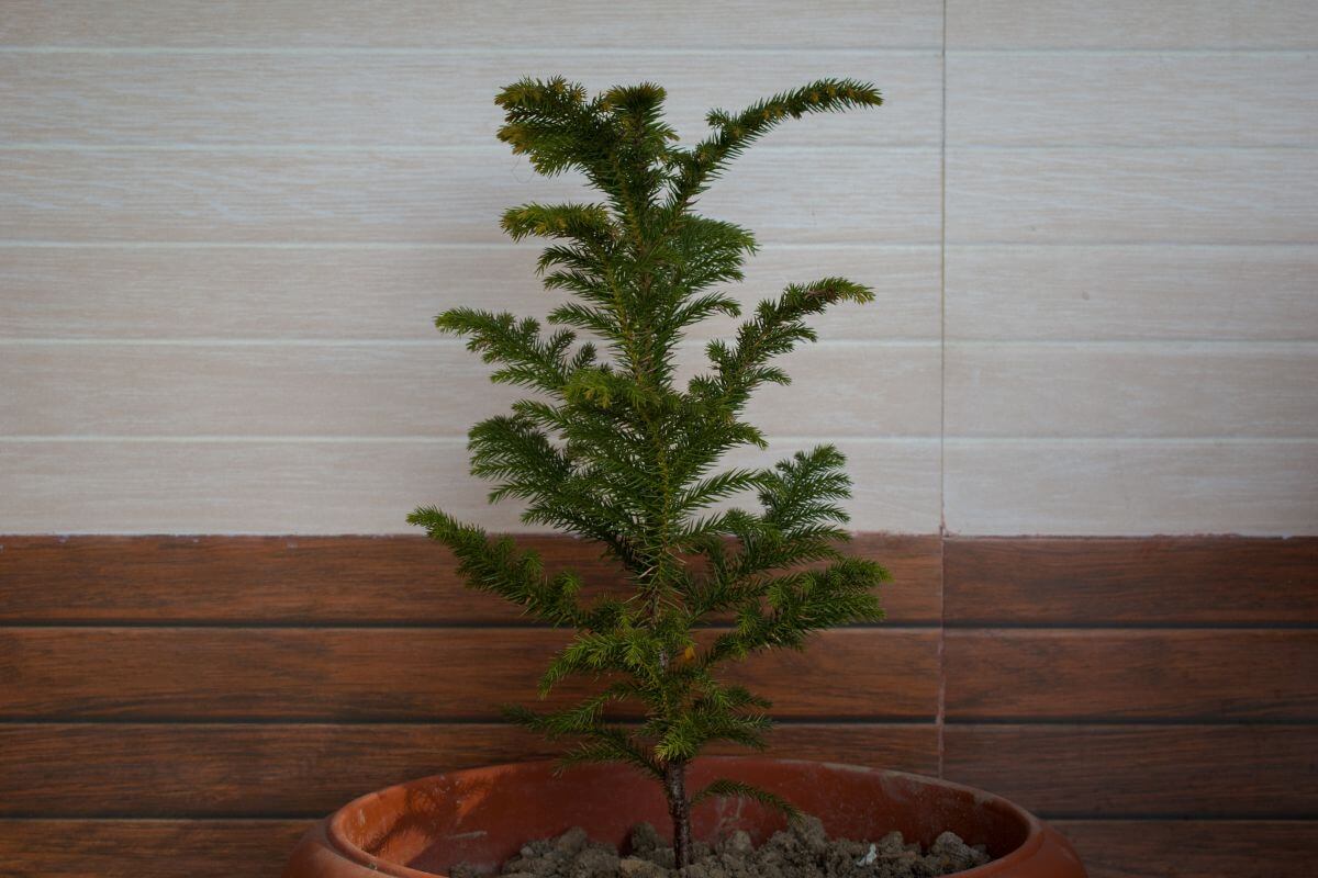 A small green Norfolk Island pine in a terracotta pot with soil, placed against a wooden wall.