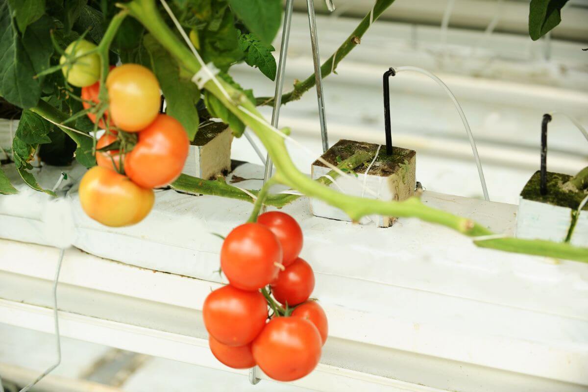 A cluster of ripe and unripe hydroponic tomatoes hangs from a green vine in a hydroponic setup.