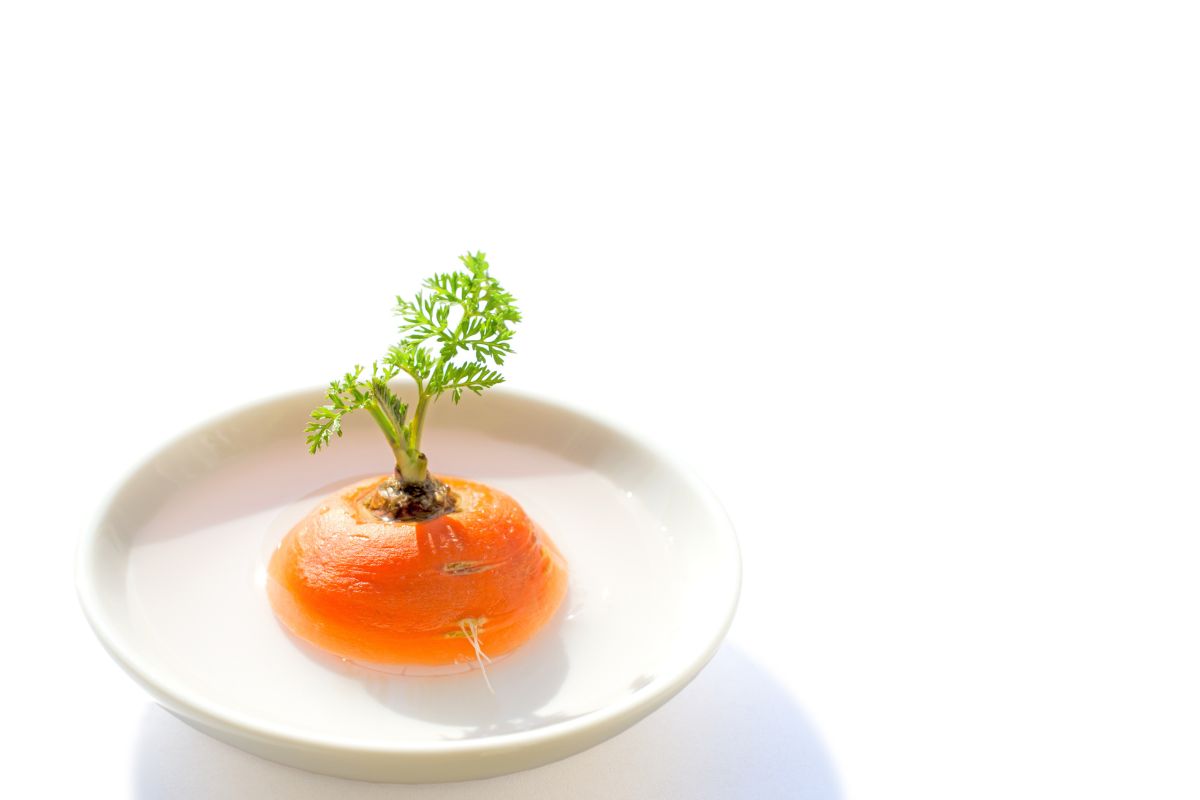 Close-up of a small hydroponic carrot top with green sprouting leaves placed in a shallow white dish filled with water against a plain white background.