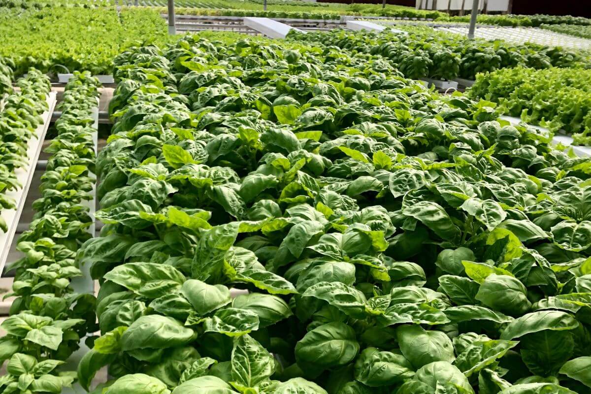 A lush array of green leafy vegetables, including thriving hydroponic basil, grows in a structured and well-maintained indoor hydroponic farm.