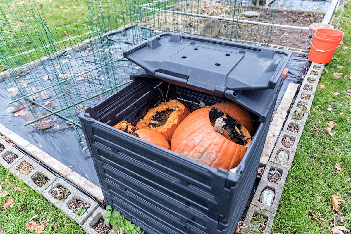 A black compost bin with its lid partially open reveals composting pumpkins inside. 