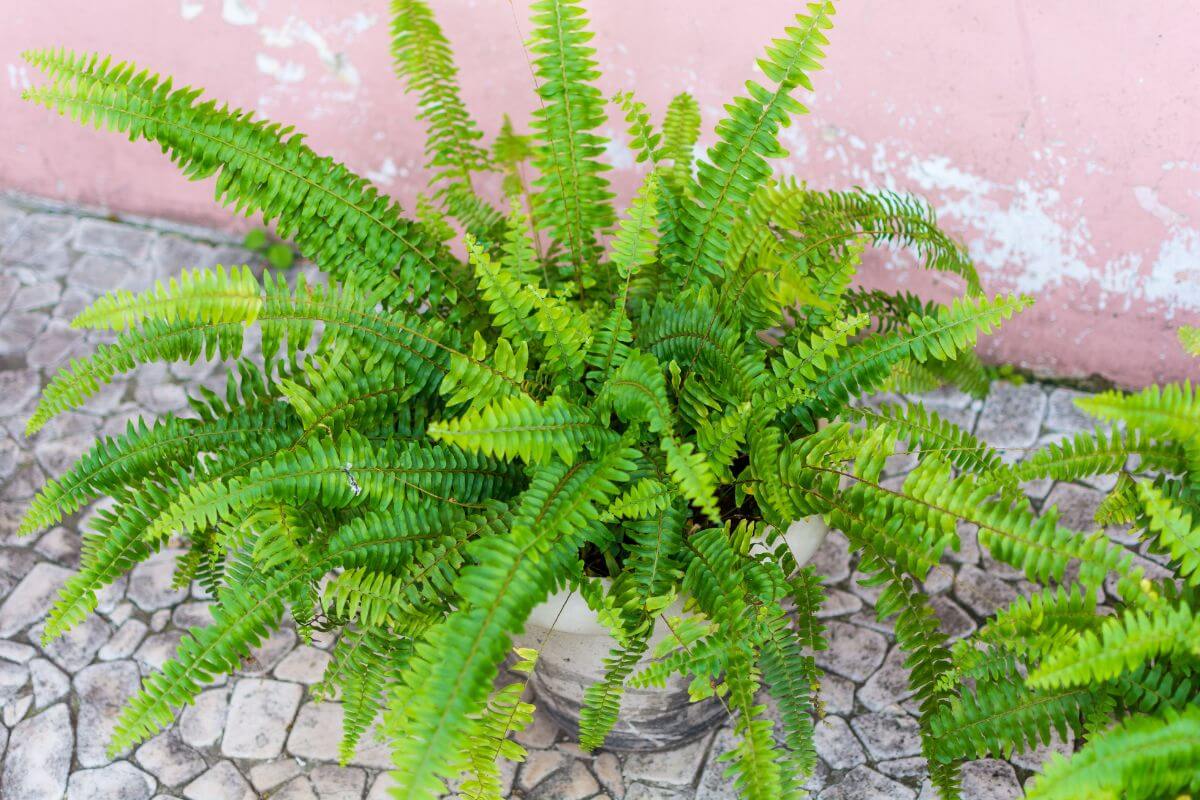 A lush, vibrant boston fern with long, serrated leaves spills over the edges of a gray planter. 