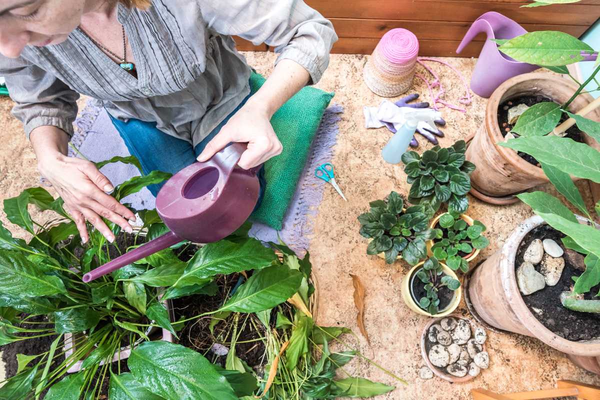 A person waters peace lily plants using a purple watering can. 