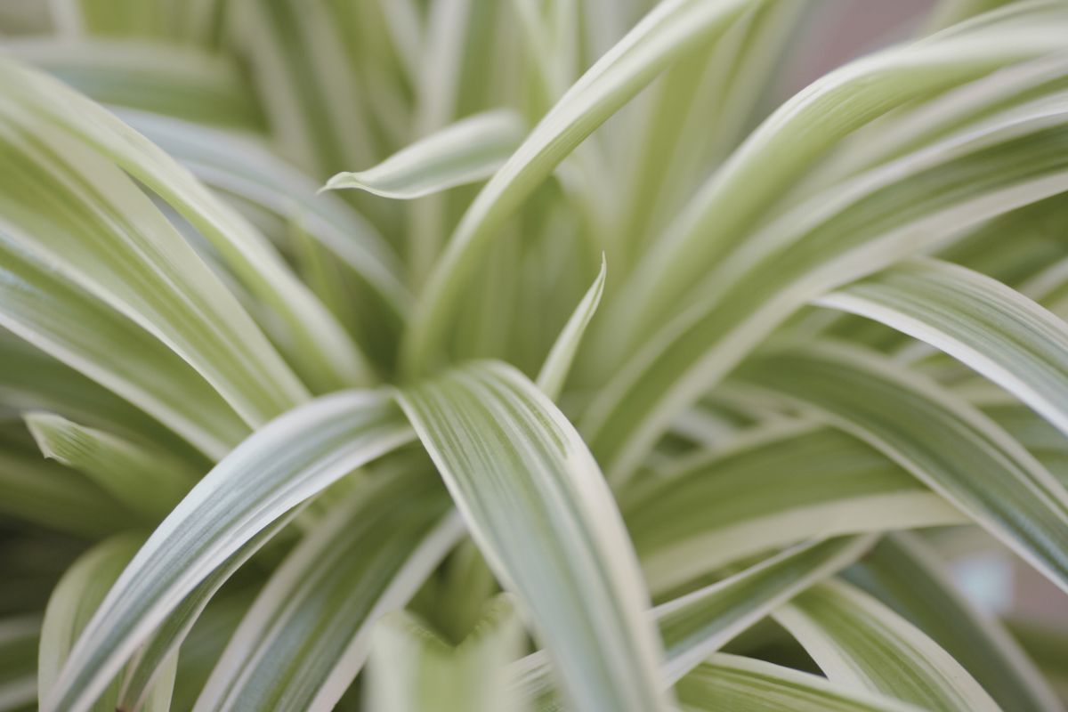 Close-up of a spider plant with long, arching pale leaves in shades of green and white.