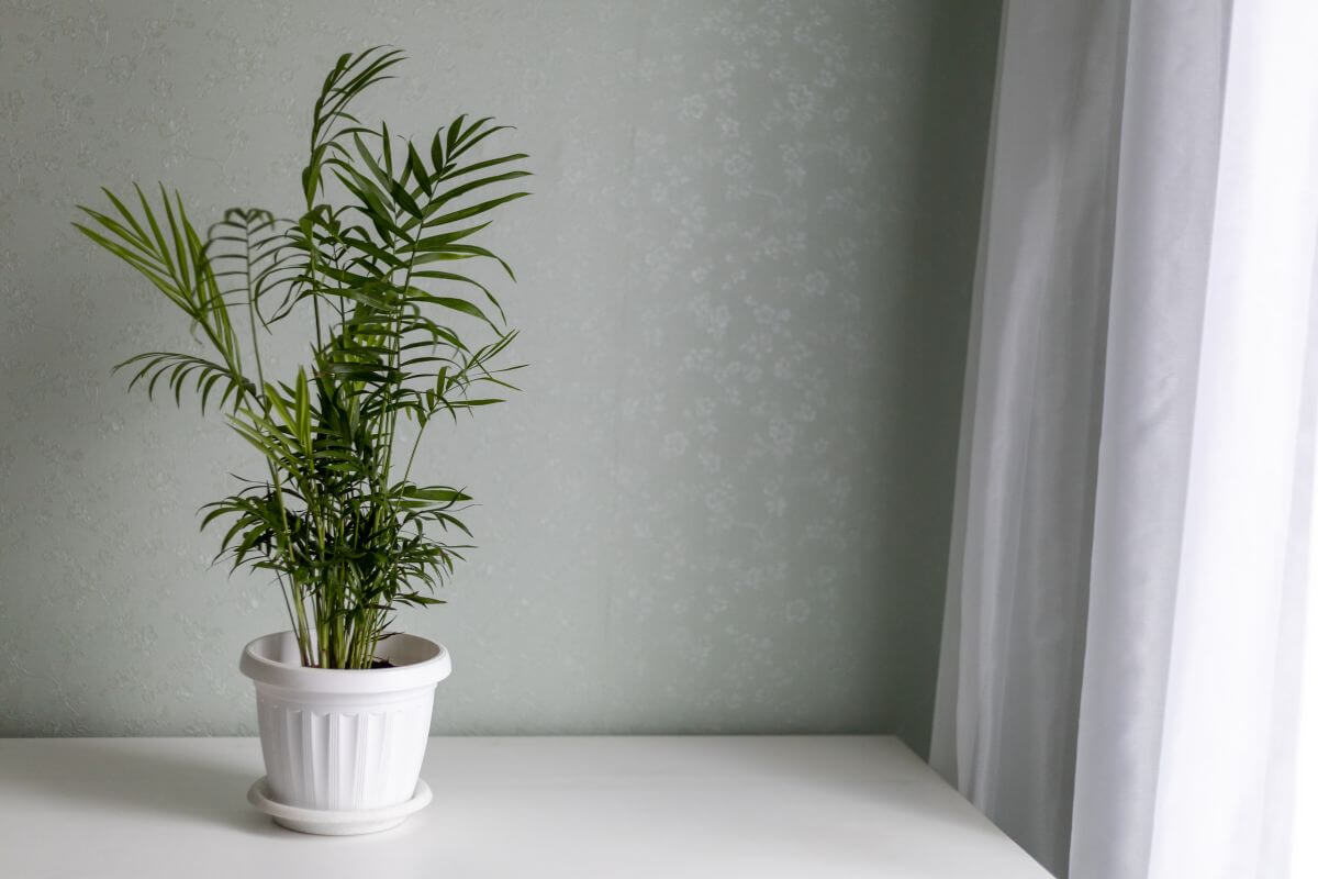 A parlor palm with tall, thin green leaves in a white pot sits on a white surface.