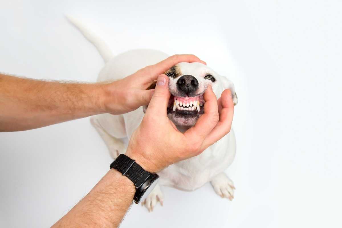 A dog owner attempts to remove any remains of a peace lily that was ingested accidentally by his dog.