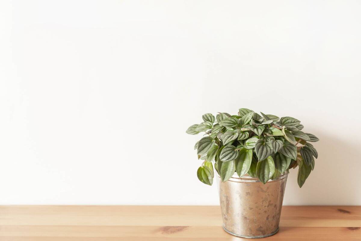 A small potted peperomia plant with green leaves sits on a light wooden surface against a plain, white wall.