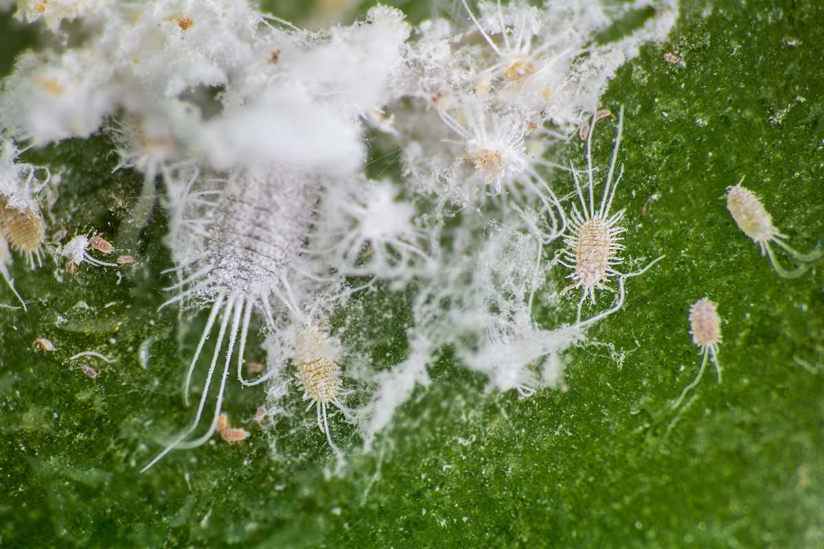 A peace lily's drooping green leaf infested with mealybugs. 