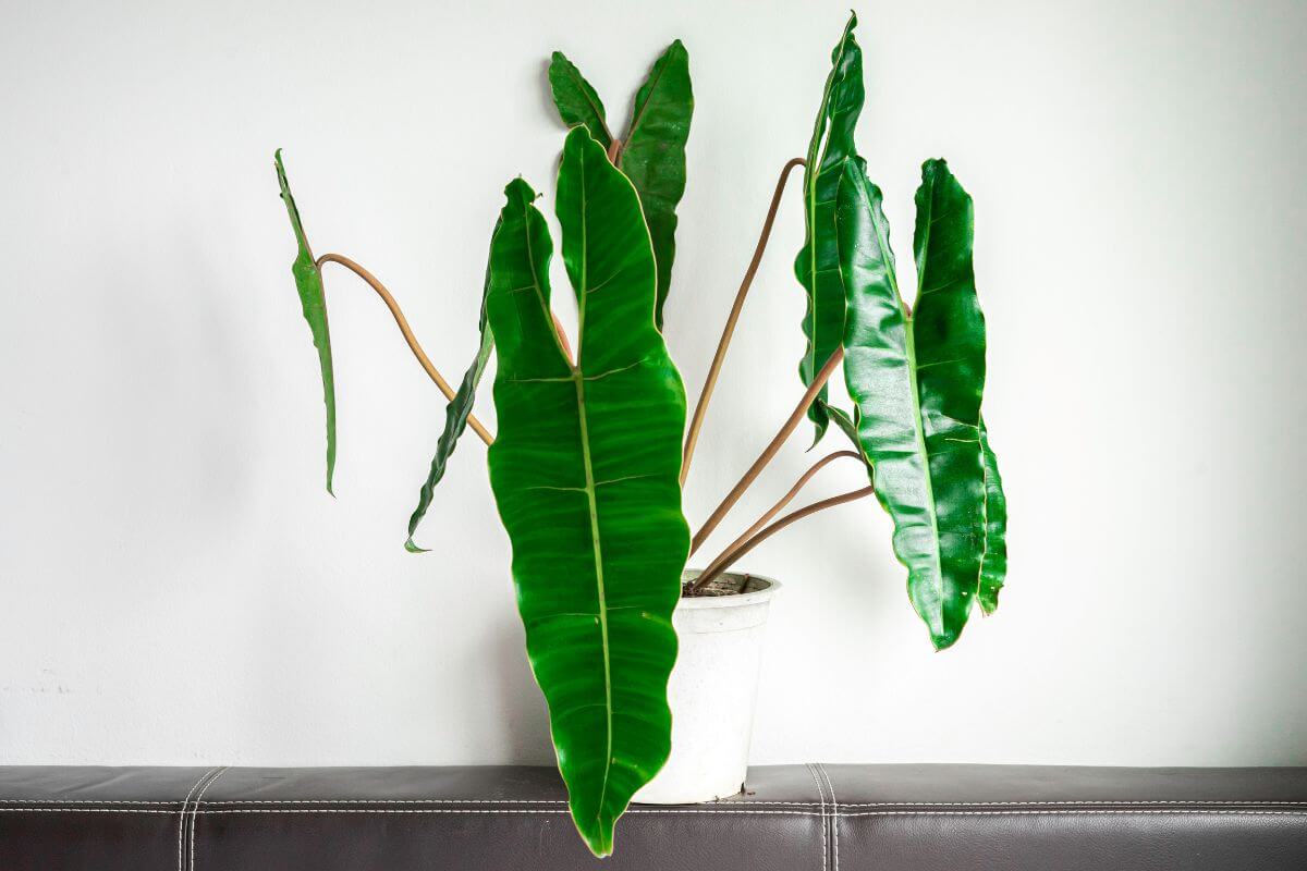 A potted philodendron billietiae with large, elongated green leaves is placed against a plain white wall, sitting on a dark leather surface.