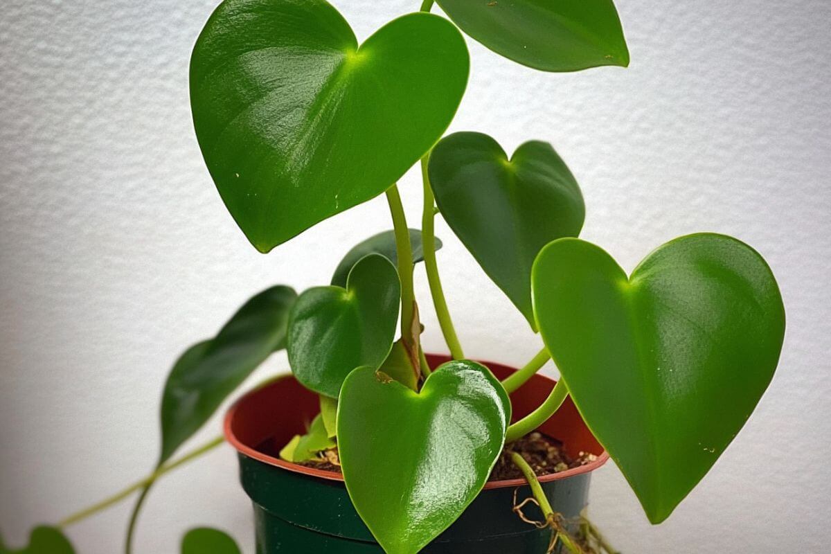 A potted philodendron grazielae with large, shiny, heart-shaped green leaves against a plain white background.