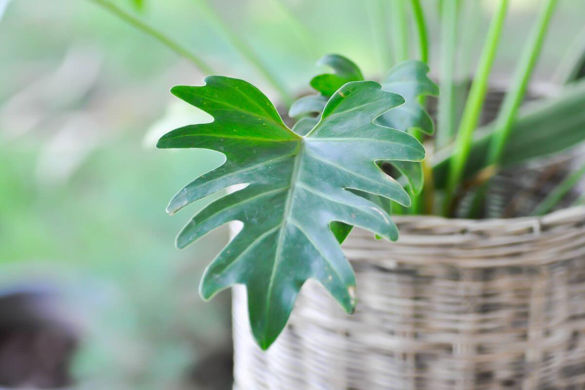 Close-up of a green, oak-shaped Philodendron Xanadu leaf in a woven basket.