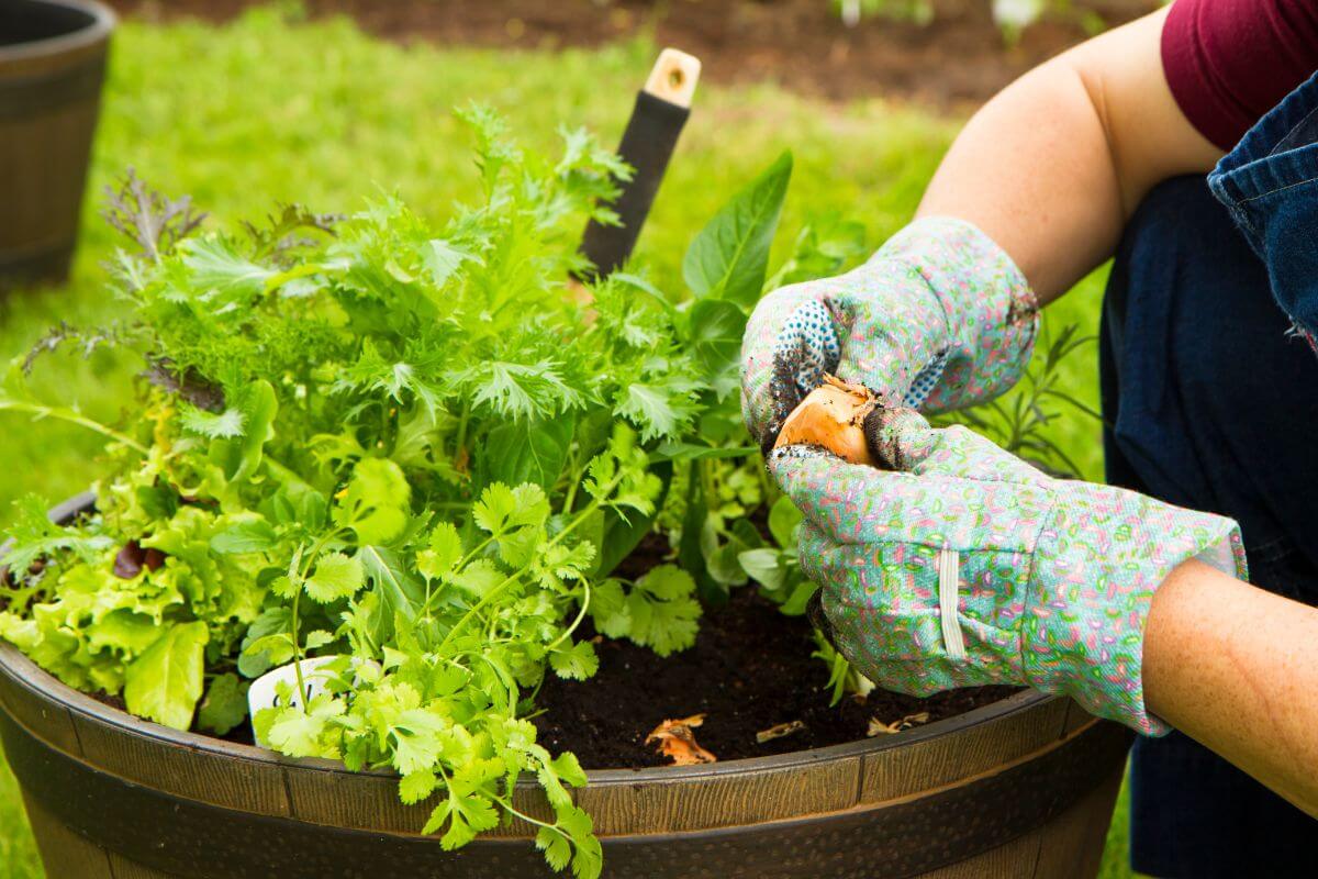 A person wearing patterned gardening gloves tends to a container garden filled with various herbs and leafy greens.