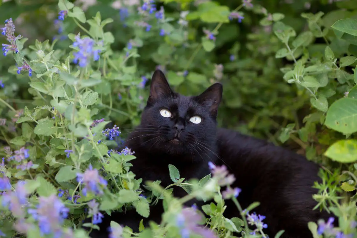A black cat with bright green eyes lies surrounded by lush greenery and clusters of small purple flowers, offering a prime example of why learning how to keep animals out of the garden is crucial.