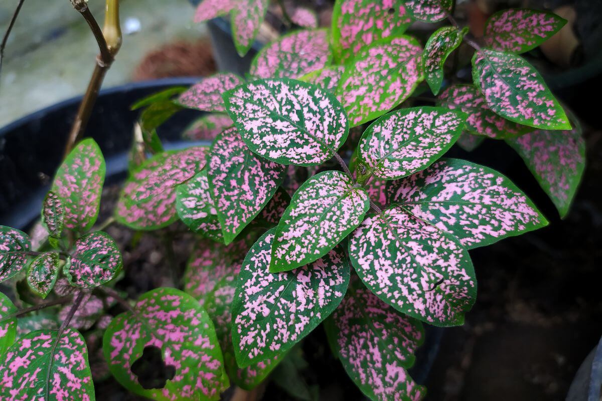 Image of a polka dot plant with green and pink speckled leaves in a garden.