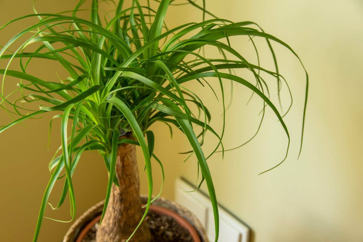 A close-up image of a potted ponytail palm, featuring its distinctive thick, swollen trunk and long, thin, arching green leaves.