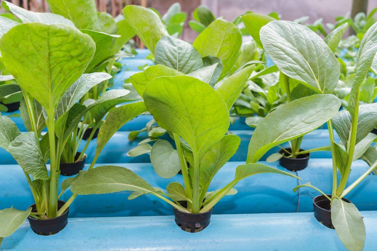 Close-up of leafy chinese cabbages growing in a hydroponic system.