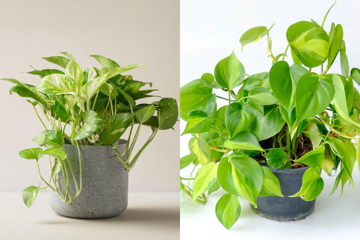 Side-by-side image of two houseplants. The pothos plant on the left has light green, variegated leaves in a gray pot. The philodendron on the right boasts solid green, heart-shaped leaves in a black pot.