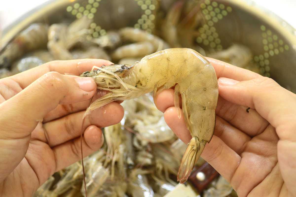 Two hands are holding a raw shrimp in focus, with several more raw shrimp in a colander in the background.