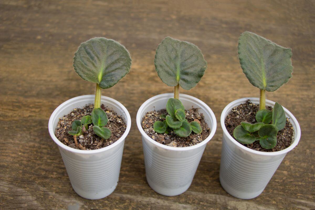 Three small potted plants with green African violet leaves, are arranged in a row on a wooden surface. The plants are in white plastic cups filled with soil. 
