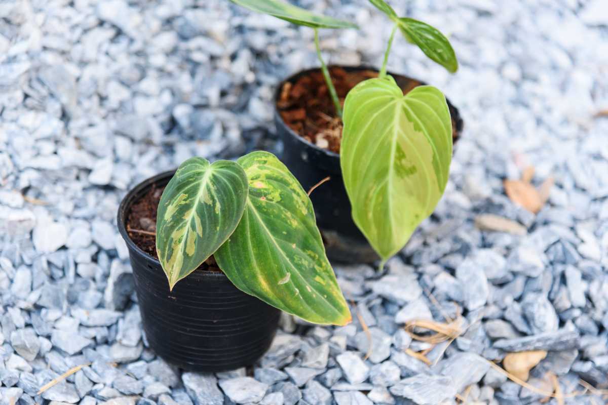 Two potted philodendron melanochrysum plants with heart-shaped green leaves, one in a black pot.