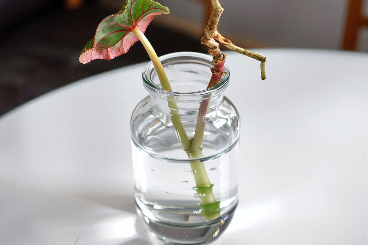 A newly sprouted Angel Wing Begonia in a small glass container filled with water.