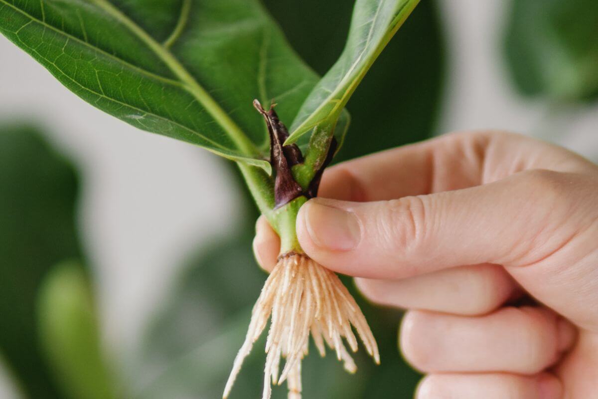 A close-up of a hand holding a small green ficus plant cutting with roots emerging from the base.