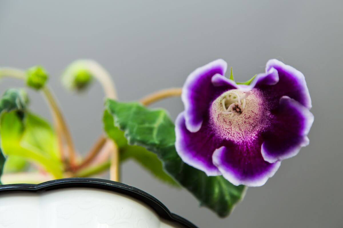 Close-up of a vibrant purple gloxinia flower with white edges and a speckled center.