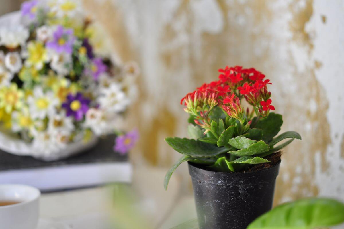 A black plastic pot holds a small kalanchoe plant with vibrant red flowers.