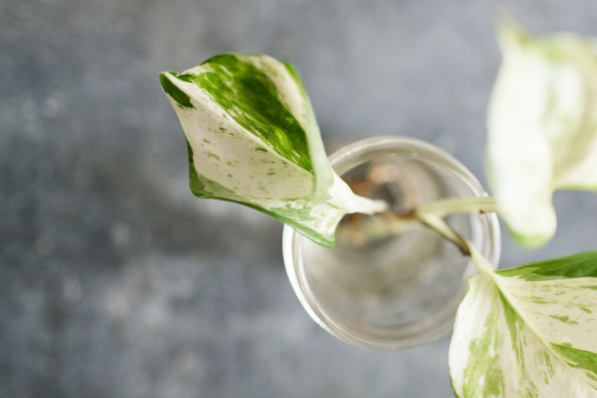 Top-down view of a pearls and jade pothos with green and white leaves in a clear glass container.