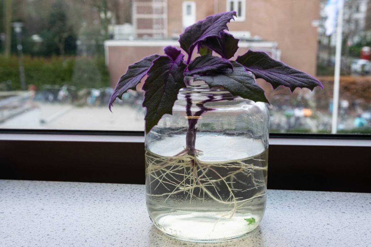 A purple passion plant with striking leaves is growing in a clear glass jar filled with water, placed on a windowsill.