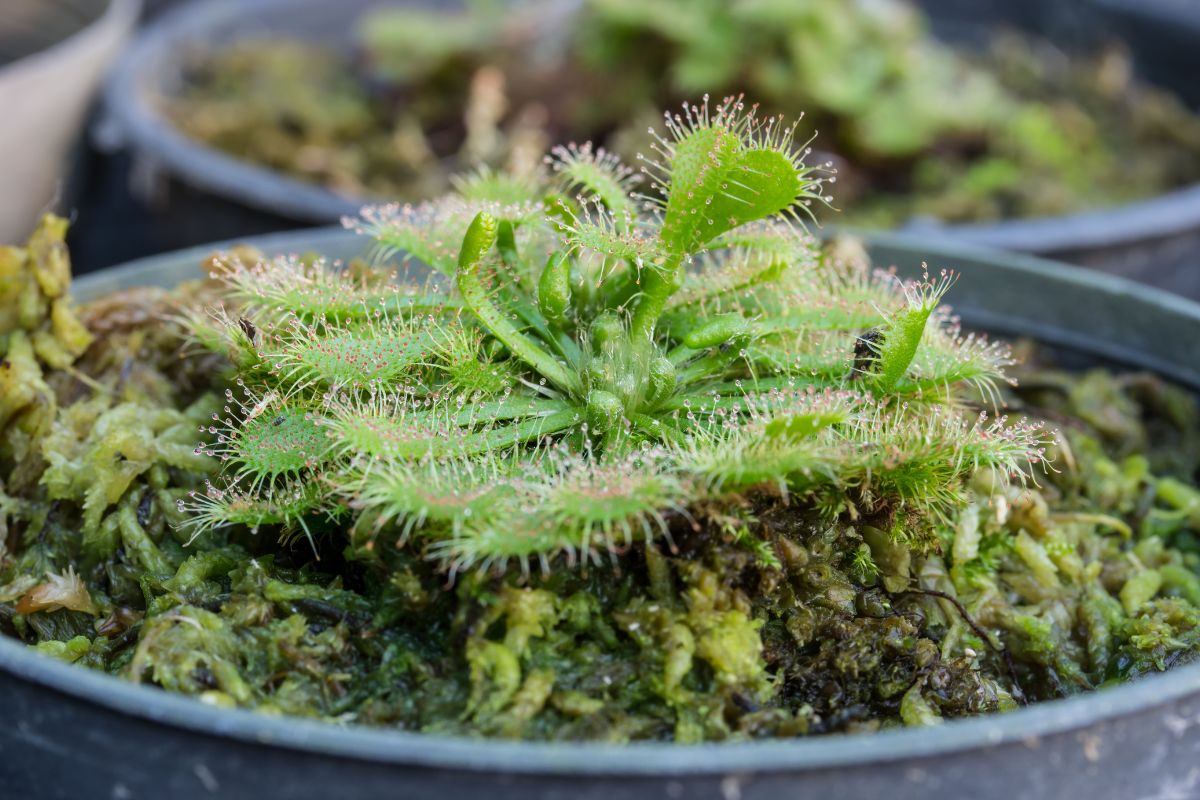 A sundew plant in a pot. The green leaves boast tiny, glistening tentacles, each tipped with a sticky, dew-like substance. Nestled in a bed of mossy soil, the plant is surrounded by blurred background foliage and additional pots.