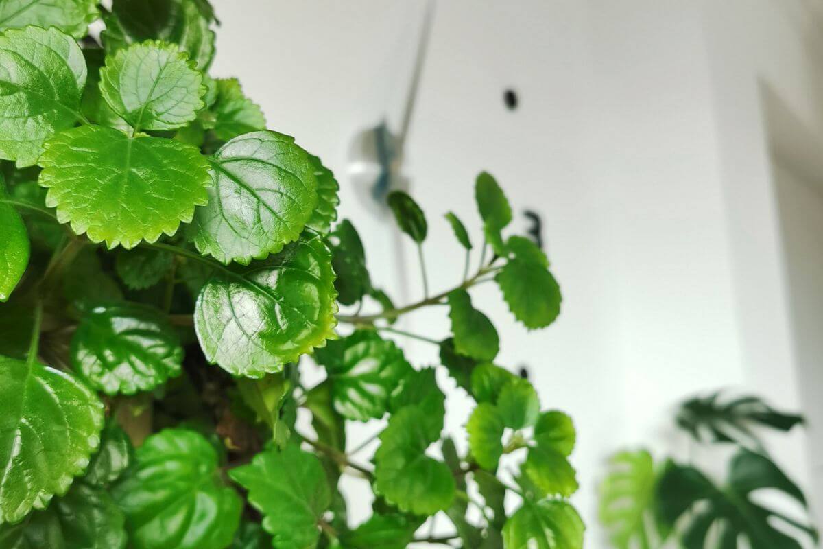 A flourishing Swedish ivy in the foreground against a white wall. The leaves appear healthy and vibrant, while the background is slightly blurred.