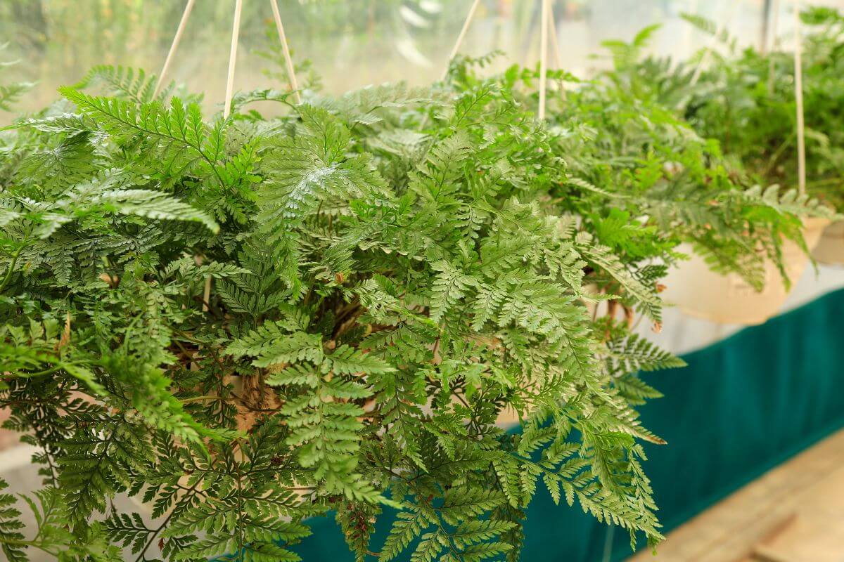 A lush green rabbit's foot fern hangs in a beige pot with a string, set against a backdrop of similar plants.