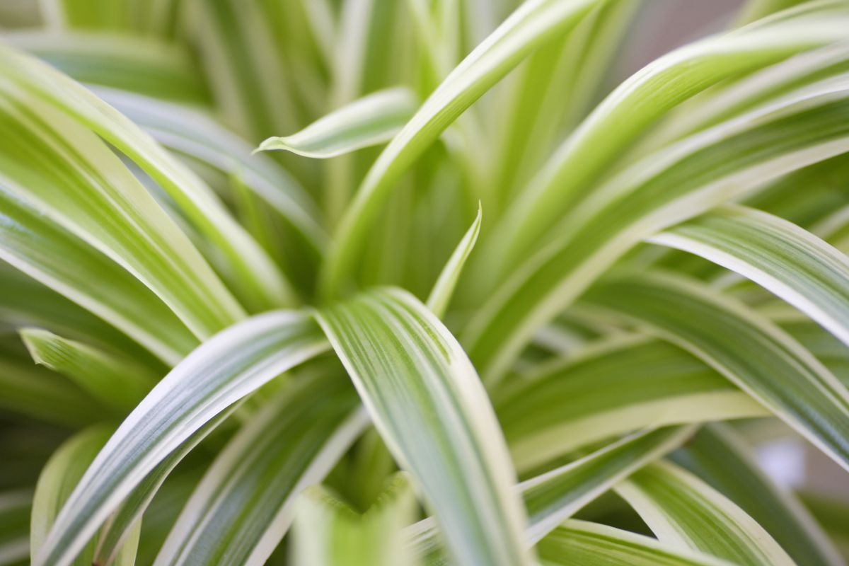 Close-up of long, slender green leaves with white stripes of a spider plant. The leaves are arching and have a variegated pattern, creating a lush and vibrant appearance. The background is blurred, emphasizing the texture and color of the leaves—a perfect snapshot to ponder how fast spider plants grow.