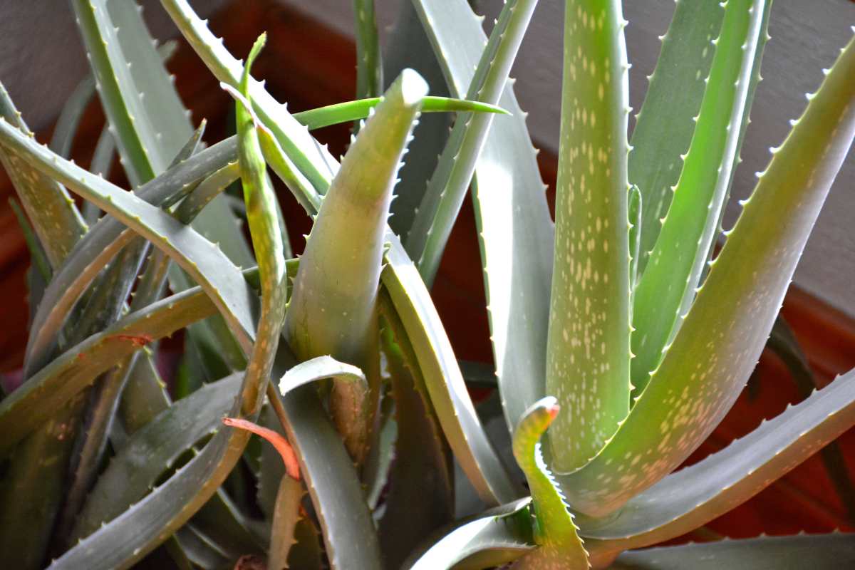 Close-up image of an aloe vera plant with thick, fleshy, green leaves.