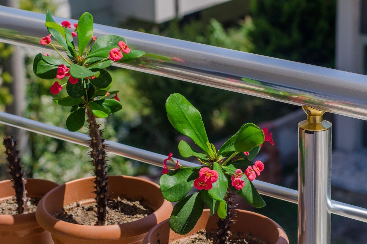 Two crown of thorns plants with green leaves and small red flowers sit on a ledge with a metal railing.