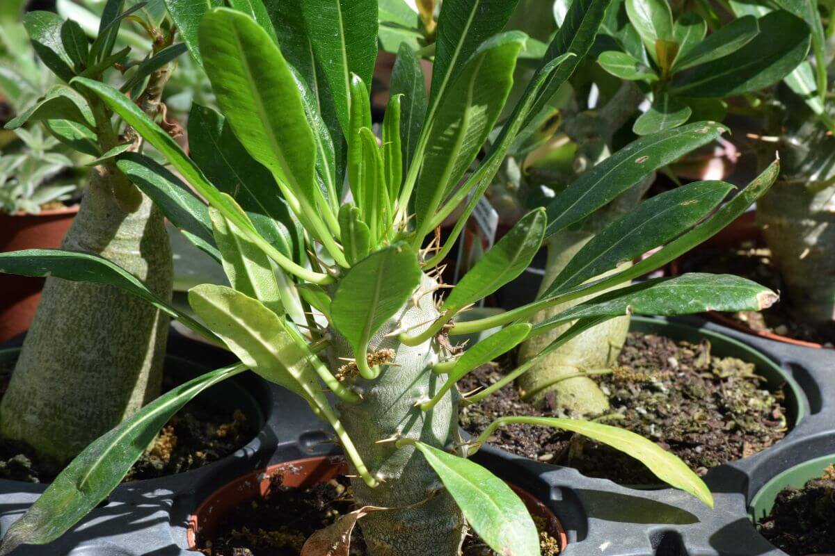 Close-up of a small potted madagascar palm plant featuring a thick, bulbous stem and vibrant green leaves.