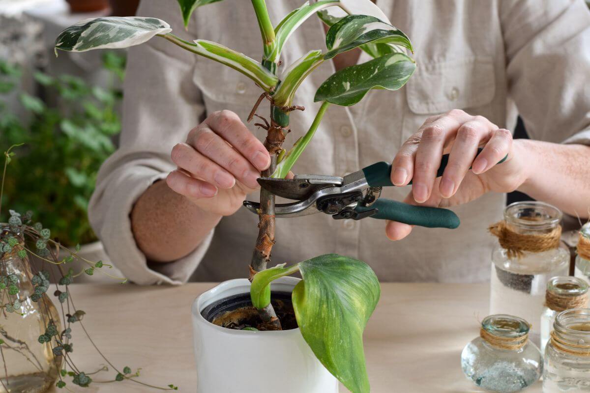 A person in a beige shirt is using pruning shears to trim a potted philodendron plant with green and white leaves.